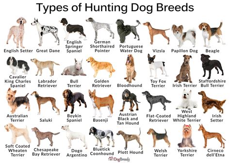 The dog breeds list also provides a direct link to facts and info about the dog breeds, all of which are accompanied by charming and unique pictures of the dogs. List And Pictures Of Best All Round Hunting Dogs