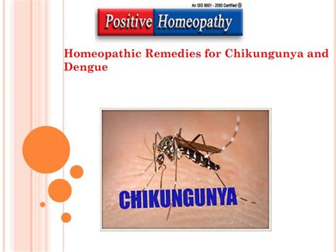 Central council for research in homoeopathy. PPT - Homeopathic Remedies for Chikungunya and Dengue ...