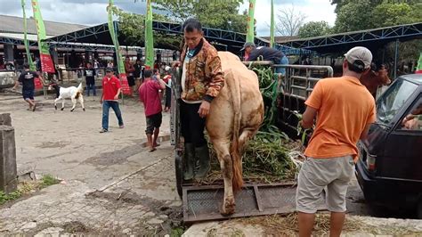 Maybe you would like to learn more about one of these? Sapi Betina Naik Mobil Jumbo Juara Harapan 1 Kontes Sapi Betina Magelang 2019 - YouTube
