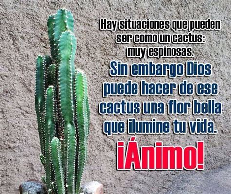 Los cactus son plantas lindas y bastante resistentes. Pin by Osmell Paredes on Quotes / Mensajes | Cactus ...