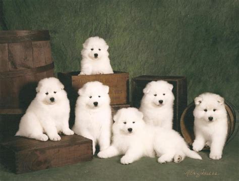 The siberian husky breeder in anderson, sc has: White Magic Samoyeds: Purebred studs, breeders, and ...