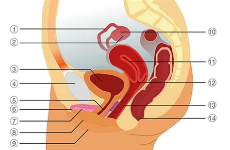 Bis zum achtzehnten jahrhundert glaubten die westlichen philosophen und wissenschaftler, es gebe nur ein geschlecht, und die inneren geschlechtsorgane der frauen seien. Menschliche Sexualität: Geschlechtsorgane der Frau ...