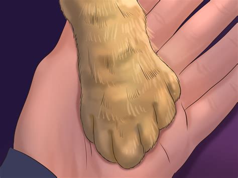 While cats vary how they will react, i have yet to see a cat enjoy getting their nails cut. How to Trim Your Cat's Nails (with Pictures) - wikiHow