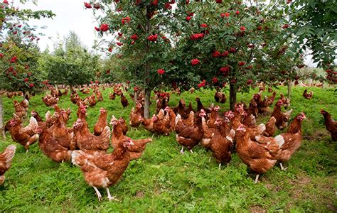 Free range chickens, happy hens laying organic brown eggs on sustainable farm in chicken tractors. Free range hens: home on the range - The Field