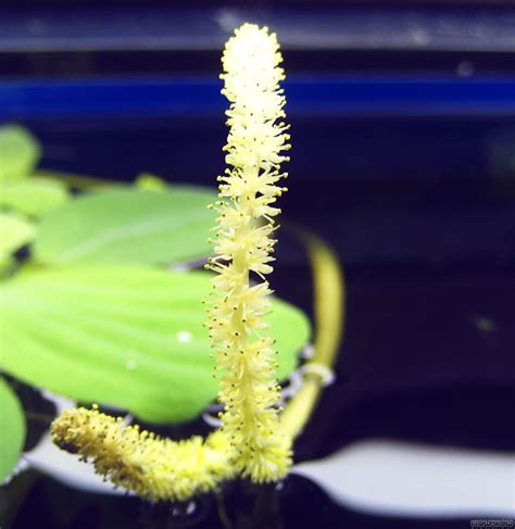 Check spelling or type a new query. Aponogeton ulvaceus - Flowgrow Aquatic Plant Database