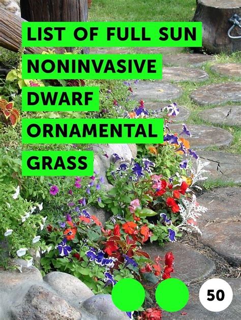 We did not find results for: Learn List of Full Sun Noninvasive Dwarf Ornamental Grass ...