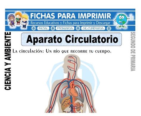 Nestas fichas para imprimir, seu pequeno poderá aprender palavras relacionadas com a casa, de uma forma mais visual. Ficha aparato circulatorio Segundo de Primaria | Aparato circulatorio, Aparatos del cuerpo ...