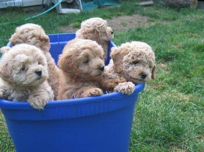 Below are pictures of some of sammy and charmin's puppies (both sammy and charmin are duke. Daisey's Goldendoodles: Holiday F1b Mini Goldendoodle Puppies, 2009 | Goldendoodle puppy, Cute ...