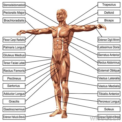 Muscles that act on the back. Muscular System Diagram Front And Back - Aflam-Neeeak