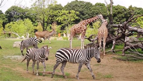 This image was ranked 5 by bing.com for keyword kebun binatang. Mengunjungi Kebun Binatang Zoorasia Di Yokohama - LIAWISATA