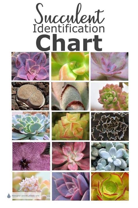 Do cacti plants die after flowering? Succulent Identification Chart - find your unknown plant ...