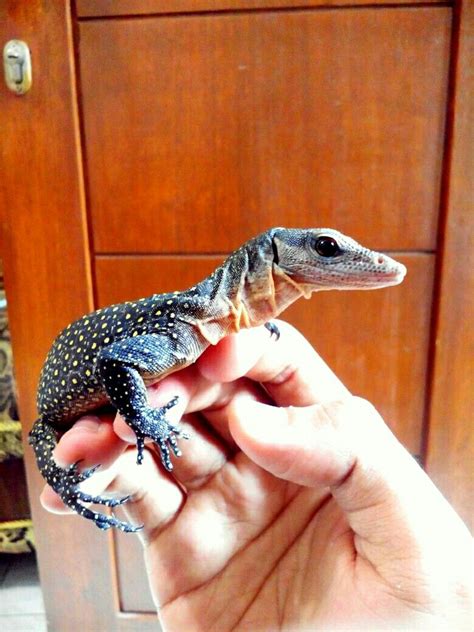 We did not find results for: peach throat monitor / varanus jobiensis | Reptiles pet ...