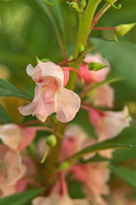 Add lobelias to shade gardens for rich, true blues. 12 Gorgeous Annuals That Thrive in the Shade | Annual ...