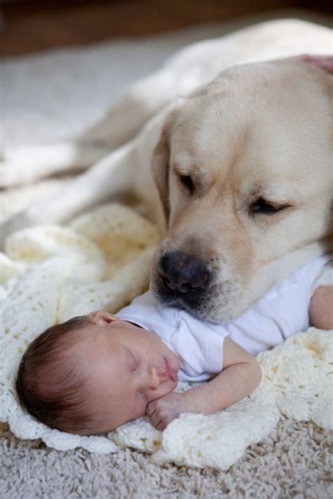 They are chocolate, yellow and black. dog baby cute dogs pets infant yellow lab dogappreciation ...