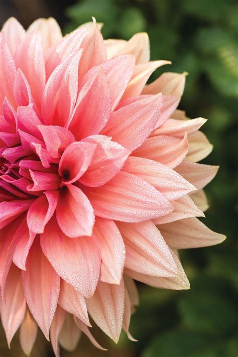 Fennel flowers look just like dill flowers, but have an unmistakable sweet licorice flavor. Shop The Look: Summer Home Trends Edition | Coral flowers ...