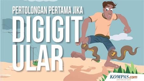 Jadi, cara termudah untuk mencegah ular turut menghuni rumah anda adalah dengan memastikan rumah bebas dari tikus. Cara Cegah Ular Kobra Masuk Rumah Selama Musim Hujan ...