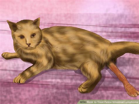 The clinical signs listed may not appear in cats with this condition. 3 Ways to Treat Feline Intestinal Lymphoma - wikiHow