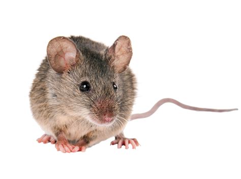 My mission is to help you truly understand new concepts. Rodents - Green Akers Pest Control LLC