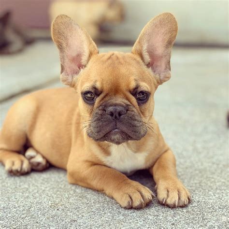 Their forefathers were rough and tumble bulldogs bred to the dog became a symbol of great britain and became especially popular during world war ii when americans noticed the breed's resemblance to. Pin by ♥French bulldog my life♥ on french bulldog puppies ...