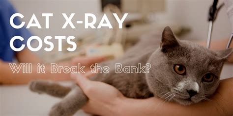 I was reading everyone elses posts.some of you have. Cat X-Ray Cost - Will it Break the Bank? | Cats Are On Top