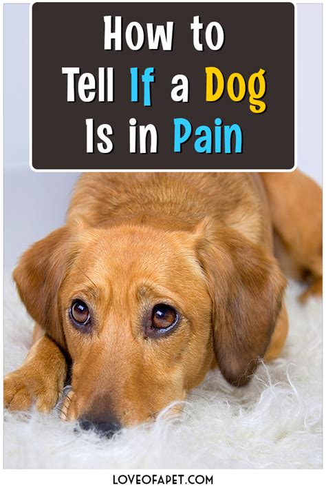 And while current conventional can be very effective at slowing the disease, and create months (or even years) of remission where the cancer is essentially not detectible, eventually the cancer will return and grow. Pin on Dog Health Tips