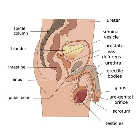 Uterus and ovaries, organs of female reproductive system. Male Female Anatomy Diagrams | Human body anatomy, Human ...