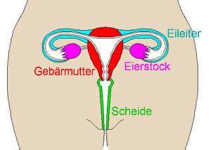 Frauen mit reglemäßigem zyklus können mithilfe eines berechnen, wann vorausichtlich der symptome für den eisprung kombinieren. Der Eisprung (im weiblichen Zyklus) - Medienwerkstatt ...