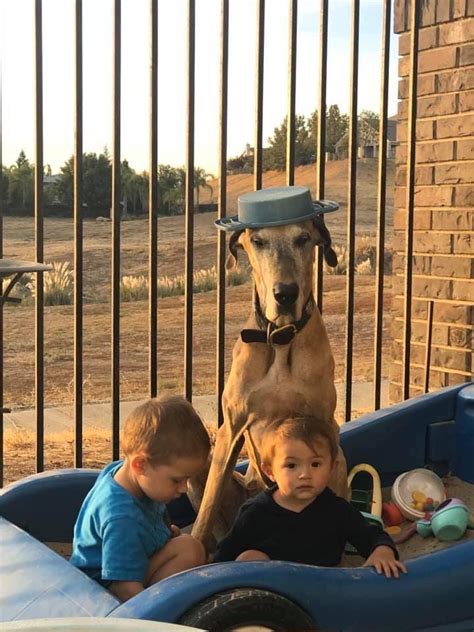 Great dane puppies for sale and dogs for adoption in california, ca. Stella Joins Her Daughter Lucy in Heaven | Great Dane ...