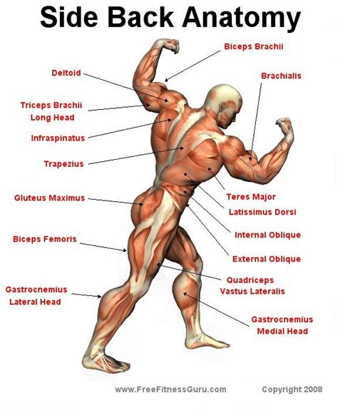 The nose is on the anterior part of the face the spine is on the posterior side of. Side Back Anatomy | Muscle anatomy, Body anatomy