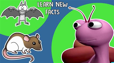 Learn animal facts about habitat, behaviour, speed and appetite (beware, the great white shark!) and most importantly, discover the threats that many of these amazing animals face today. Interesting facts about animals for kids - YouTube