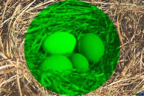 If you are looking for egg free, then you'll find it here. Download free picture Eggs in the nest infographic ...