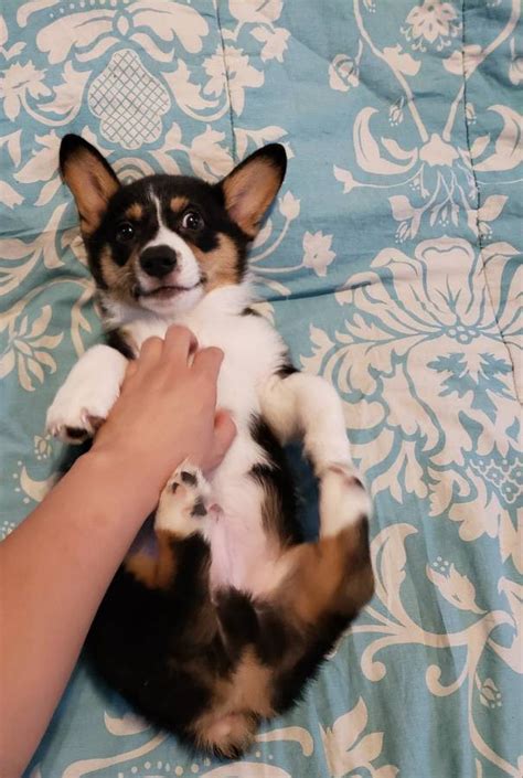 He is raised with children and he is a stunning little boy who has a real zest for life. Pembroke Welsh Corgi Puppies For Sale | Dayton, OH #284403