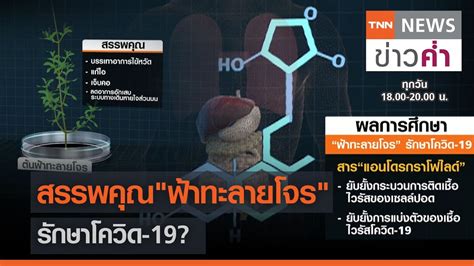 ตามศาสตร์การแพทย์แผนไทย ฟ้าทะลายโจร จัดเป็นสมุนไพรที่มีรสขม อยู่ในกลุ่มยาเย็น มีสรรพคุณทางการแพทย์แผนไทย ใช้บรรเทา. สรรพคุณ "ฟ้าทะลายโจร" รักษาโควิด-19? | TNN ข่าวค่ำ | 19 ...