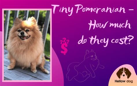 Another option is to fill a sock with uncooked rice and microwave it for about a minute. Tiny Pomeranian - How Much Do They Cost? Hellow dog ...