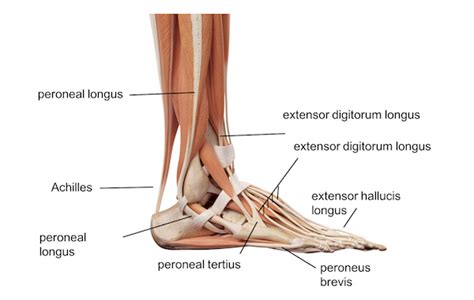 Radial check ligament & proximal check ligament & superior check ligament. Ankle anatomy