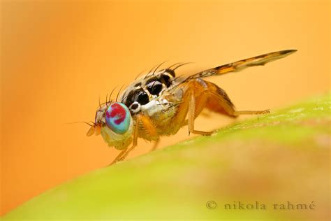 Ceratitis capitata (mediterranean fruit fly) (diptera: Ceratitis capitata | Last shots of the series: two lateral ...