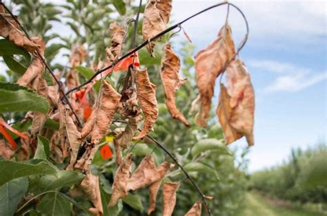 Maybe you would like to learn more about one of these? Fire Blight: Still an Orchard's Enemy in 2020 - Growing ...