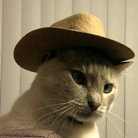 Official facebook page for the instagram account cats_and_cowboy_hats! PsBattle: Cowboy Hat Cat : photoshopbattles