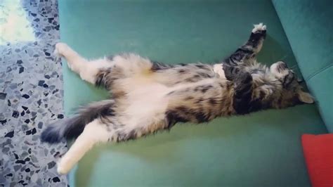 It is unlocked after clearing bombergirl. Kitten maine coon dreaming Horus - YouTube