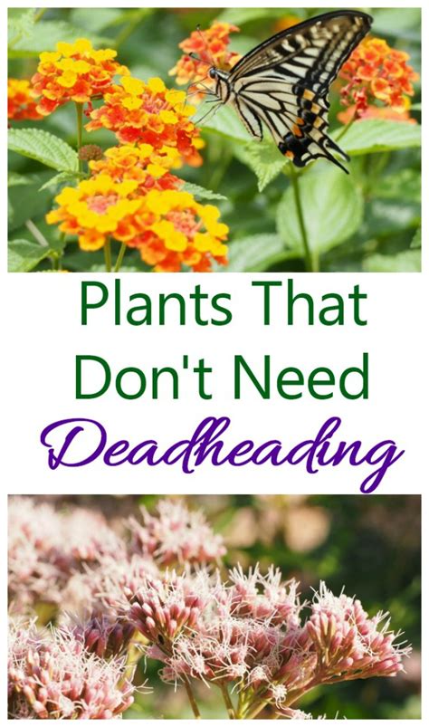 It probably came over during colonial times. Plants That Don't Need Deadheading