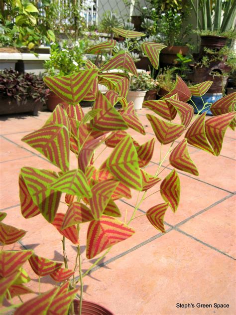 Red flowers because butterflies like bright colours and will be attracted if you plant that. The other plant that has amazing form in my garden is the ...