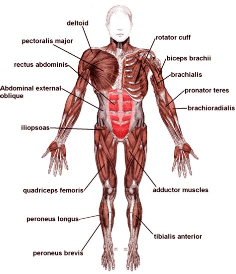 Muscle movements, types and names. Muscle Diagrams of Major Muscles Exercised in Weight Training