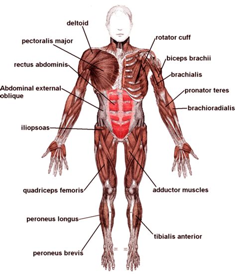 Anatomy muscle chart diagram poster muscle diagram muscle. Muscle Diagrams of Major Muscles Exercised in Weight Training