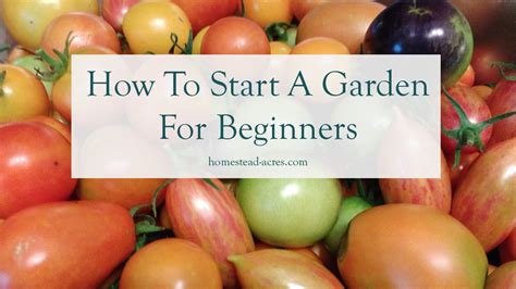 Do you want to start a vegetable garden but unsure about where to start or overwhelmed with what you need to think about before you even begin? How To Start A Vegetable Garden For Beginners - Homestead ...