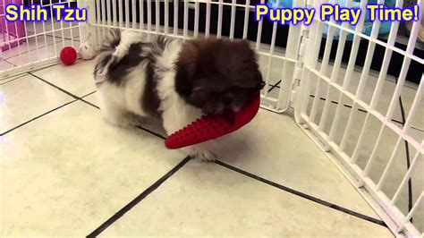 We are a small family breeding operation located in the usa. Shih Tzu, Puppies, For, Sale, In, Minneapolis, Minnesota, MN, Inver Grove Heights, Roseville ...