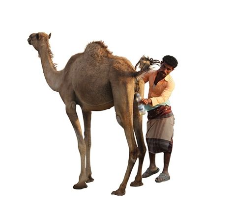 Which cancer are we talking about here? Drinking Camel Urine in Yemen | VICE | United Kingdom