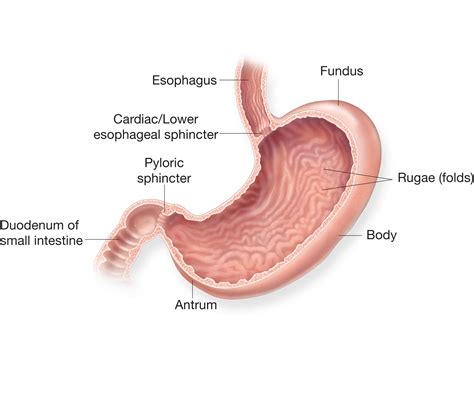 Pain in the belly (abdomen) The stomach | Structure of the stomach | Anatomy of the ...