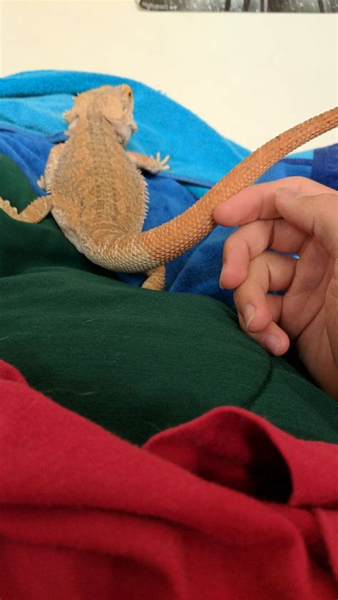 If the dragon is shedding, consider scrubbing him lightly with a soft, sterilized toothbrush, particularly on the feet and the base of the tail (while carefully avoiding the cloaca, his urinary and fecal orifice). My Bearded Dragons tail won't shed all the way. I bathe ...