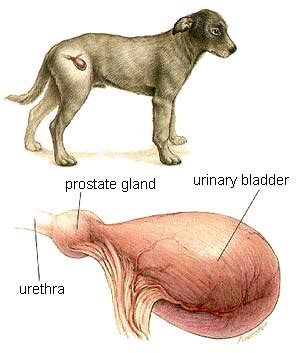 Signs your dog has cancer. Urogenital System of the Dog