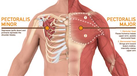 This page provides an overview of the chest muscle group. Chest Anatomy: What Are The Muscles And What Do They Do ...